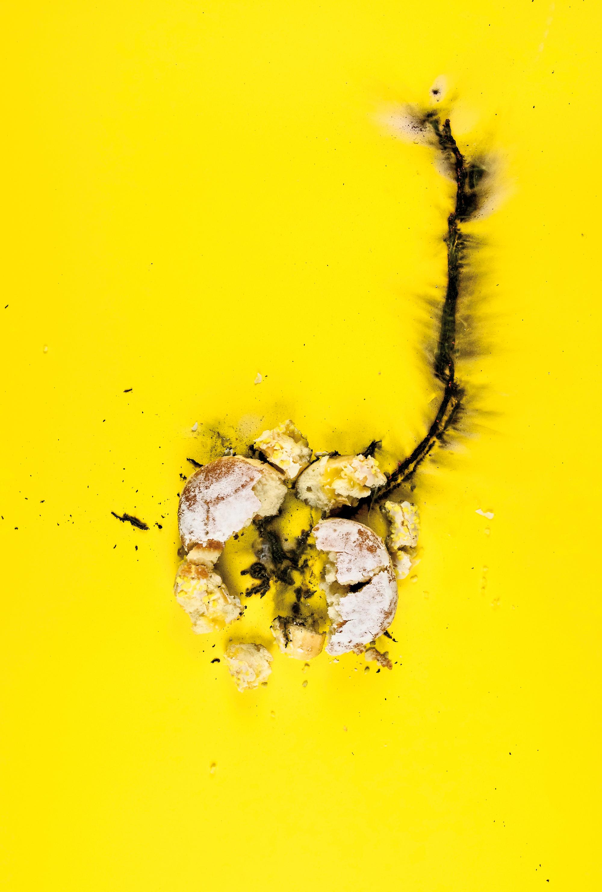 Panorama Cuerpos Opinión donut vertical